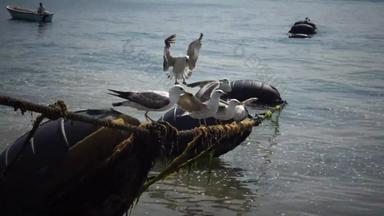 鸟乌克兰天鹅海鸥黑色的海larus卡努斯
